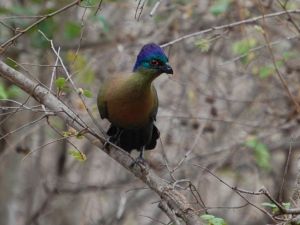 Purple Crested Turaco