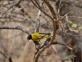 blackheadedoriole