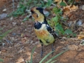 crestedbarbet