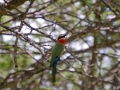 whitefrontedbeeeater