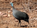 GuineaFowl