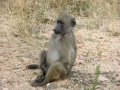 baboon1