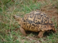 tortoise